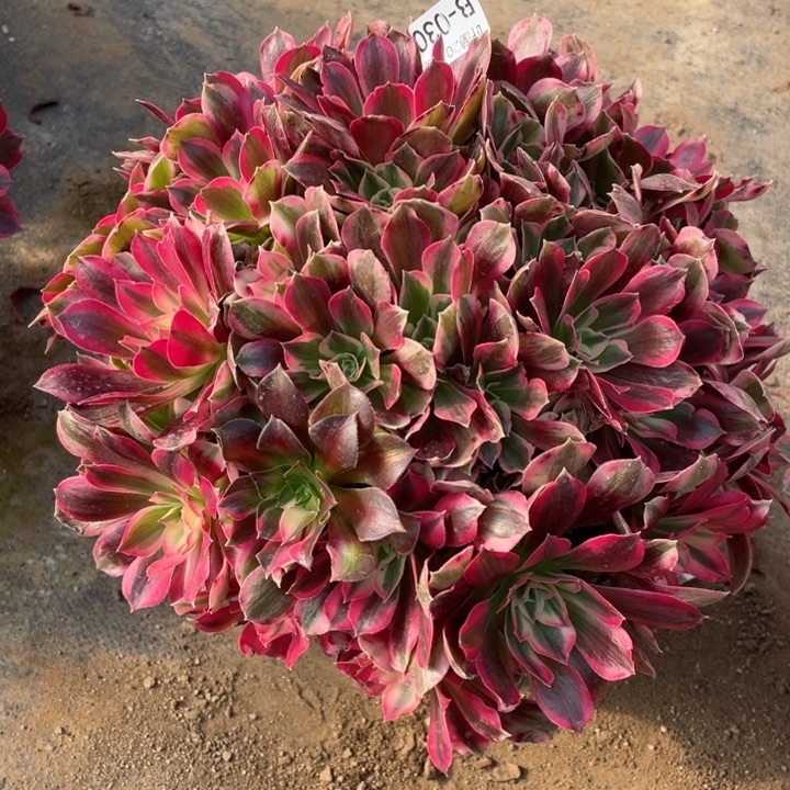 30男神多肉123456789，123456789