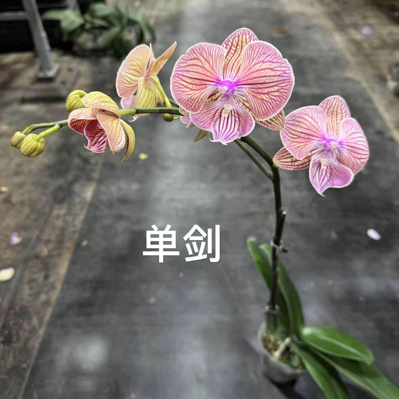 蝴蝶兰【线条大唇】昆明源头基地直发