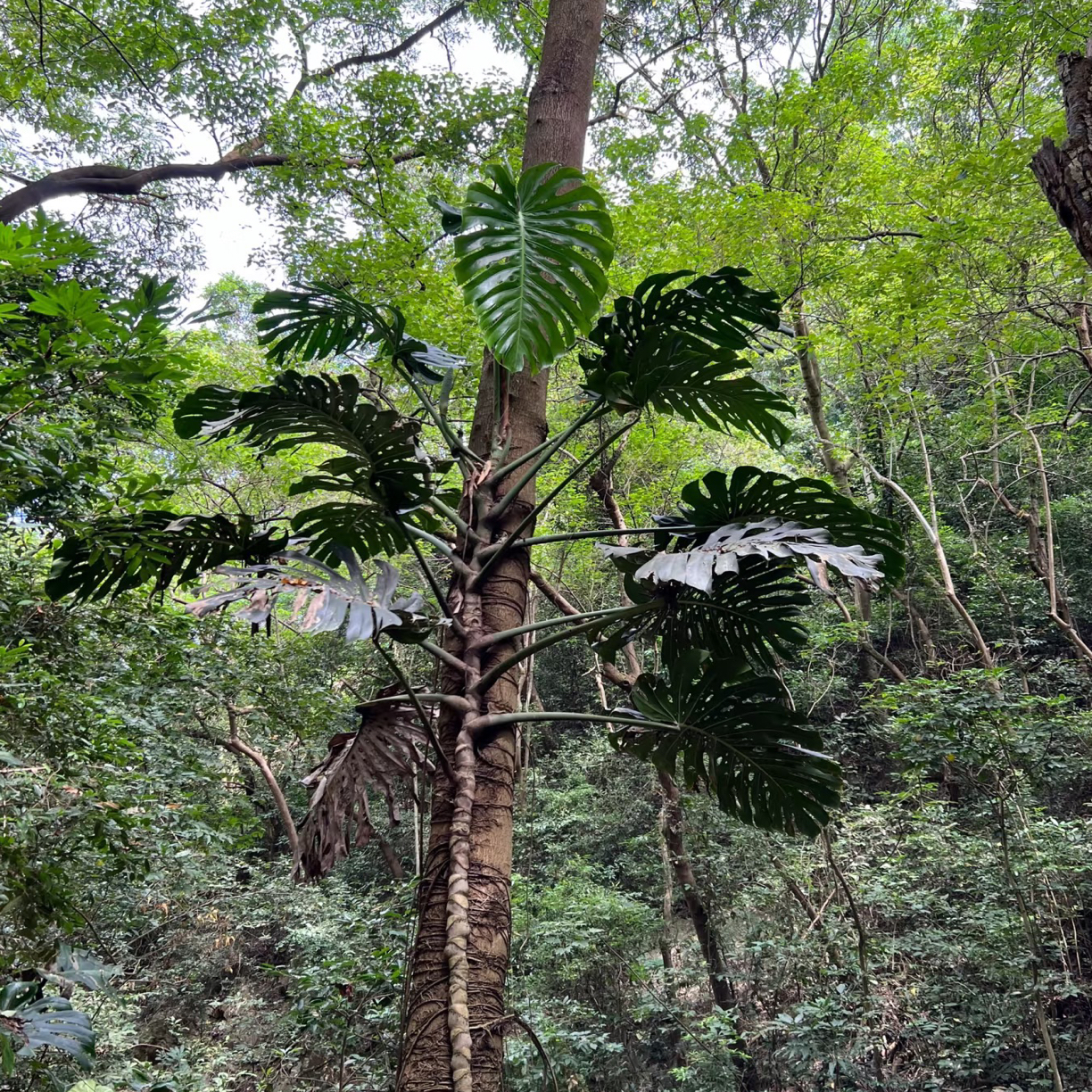 新手必入！麒麟尾藤本植物 水培土培双用 四季常绿室内桌面盆栽