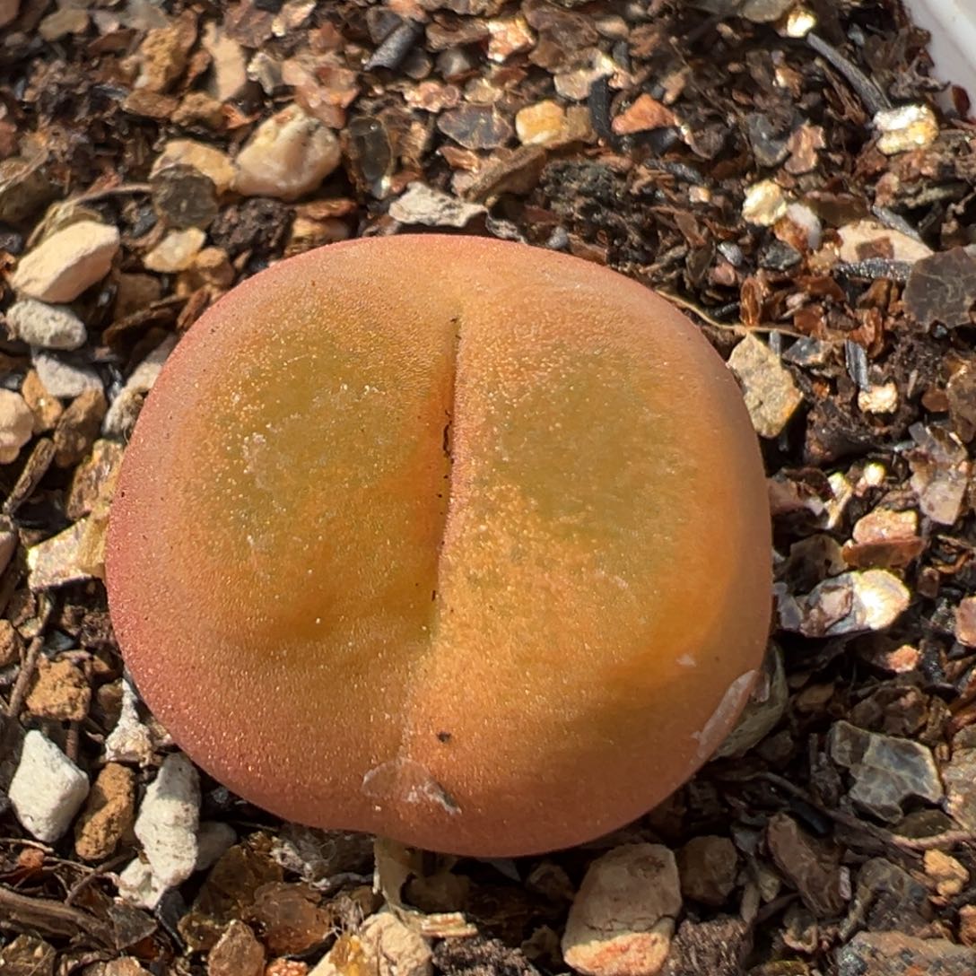 47多肉植物百科知识