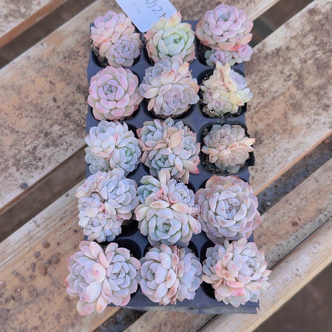 直播一物一拍多肉21