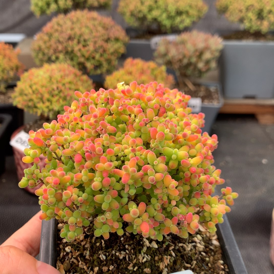 708蜜橘糖球             