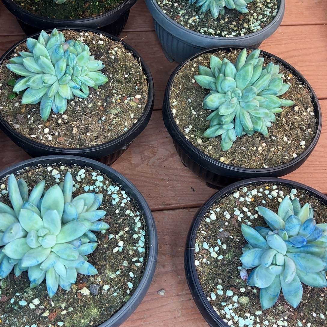 ～***～波光群生，一物一拍