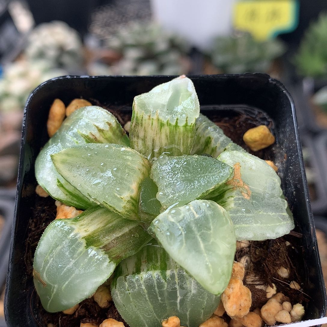 冰**乐糯阿锦一物一拍带盆