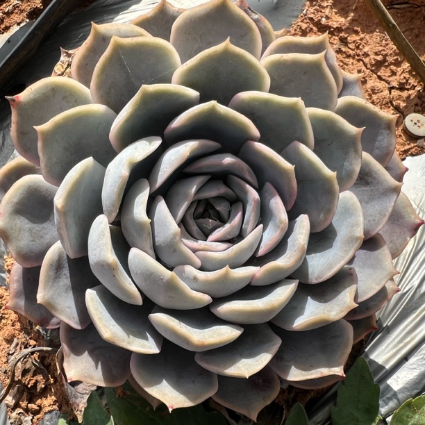 地栽菲欧娜单头10CM 3颗  多肉植物