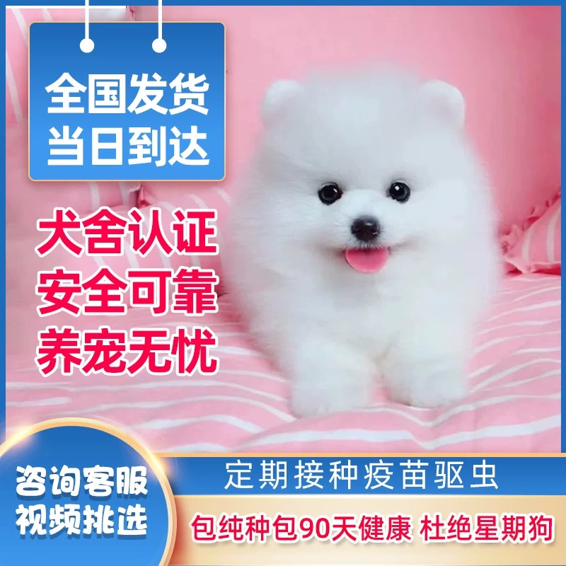 纯种博美犬幼犬精品小体型俊介犬家养可爱小型犬博美宠物狗狗活体