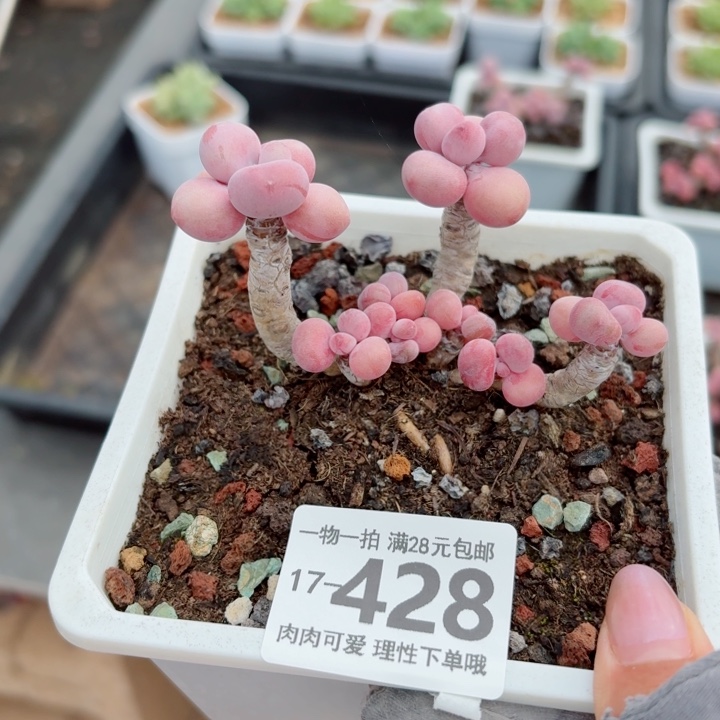 腰子蛋无盆土发货多肉多