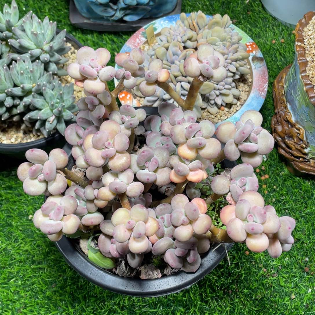 三日月美人缀化多肉植物