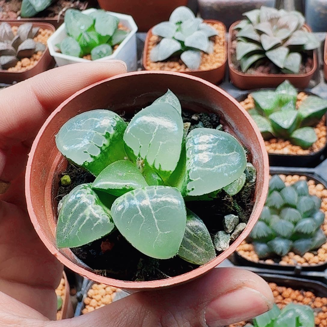 十二卷 水晶克福利