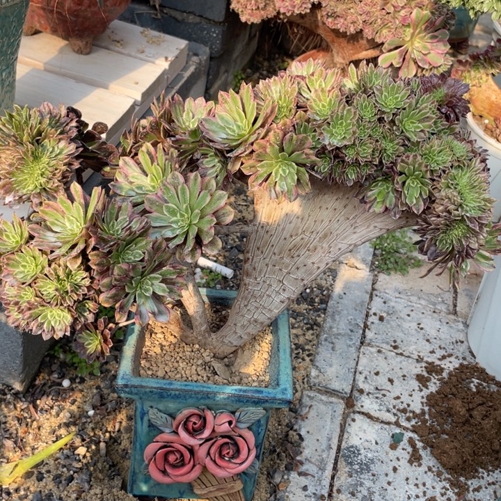 法师老桩缀化粉黛