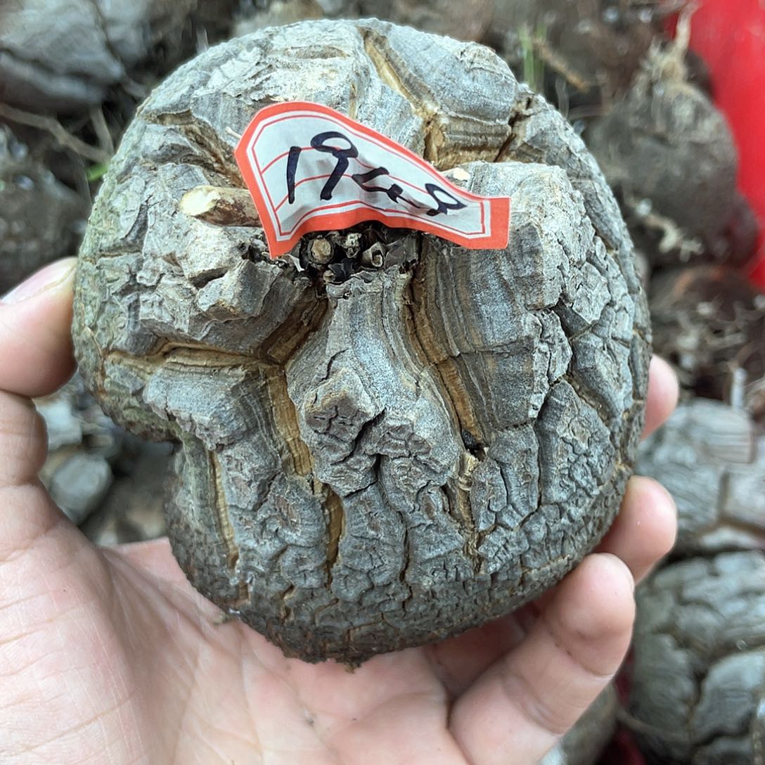 龟甲龙一物一拍1949号10.5cm