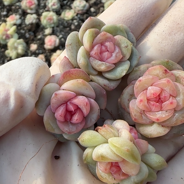 6王者系列多肉植物一盒