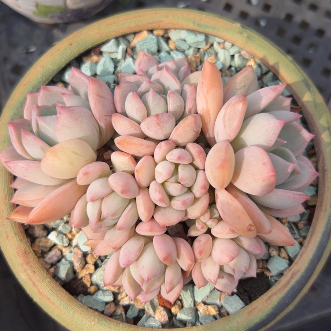 蜜桃格林精控多肉一物一拍