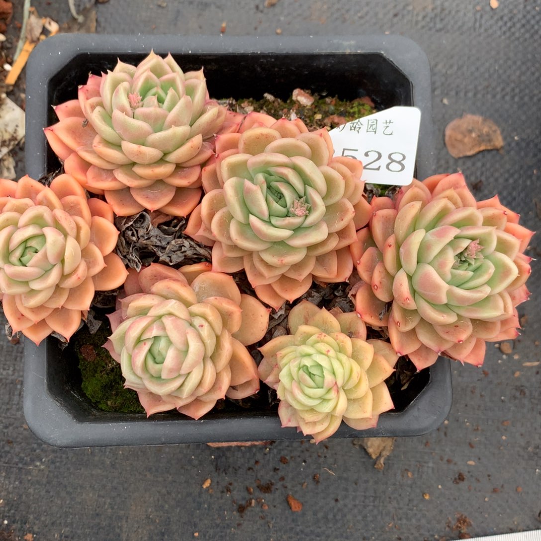 2528杂交多肉老桩