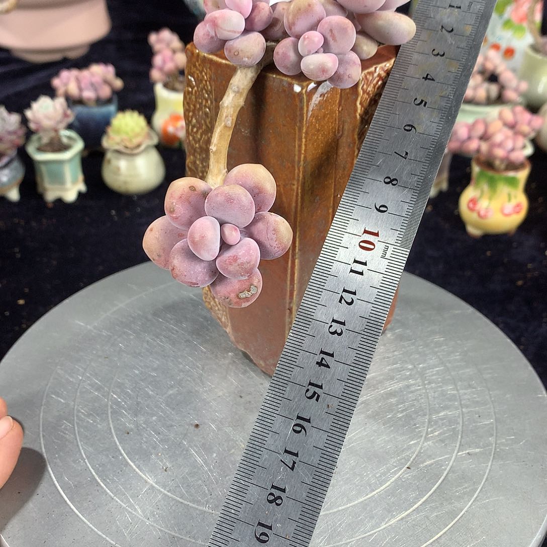 2号不带盆偏远的不包邮的