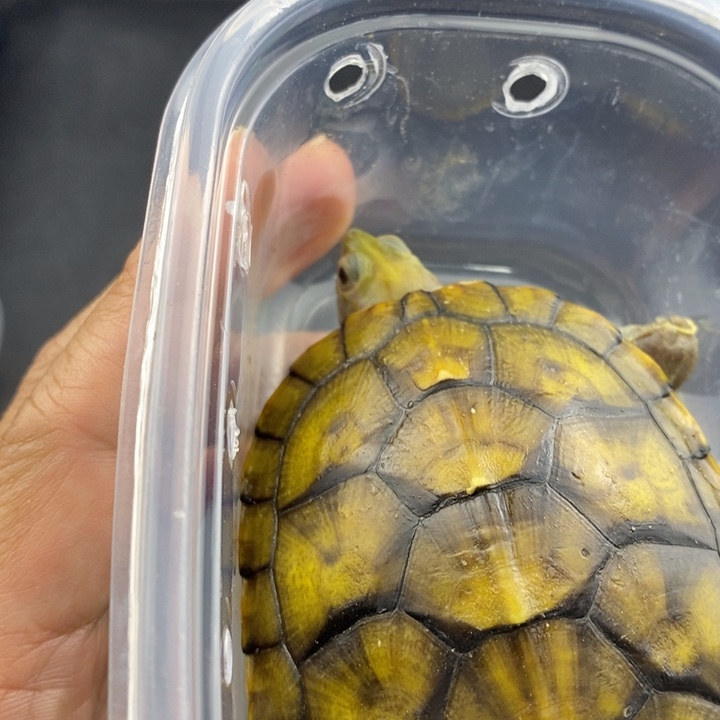 巴西彩龟母6666666