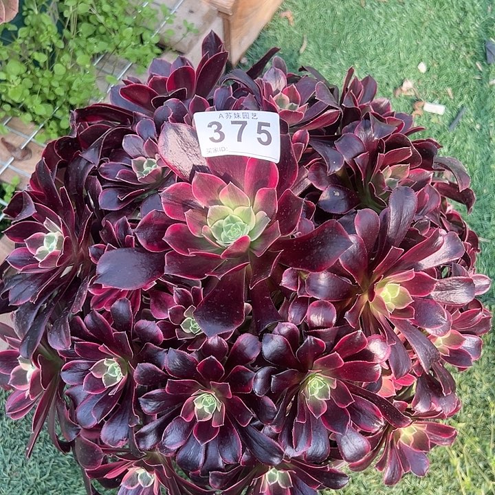 375金丝雀多肉植物