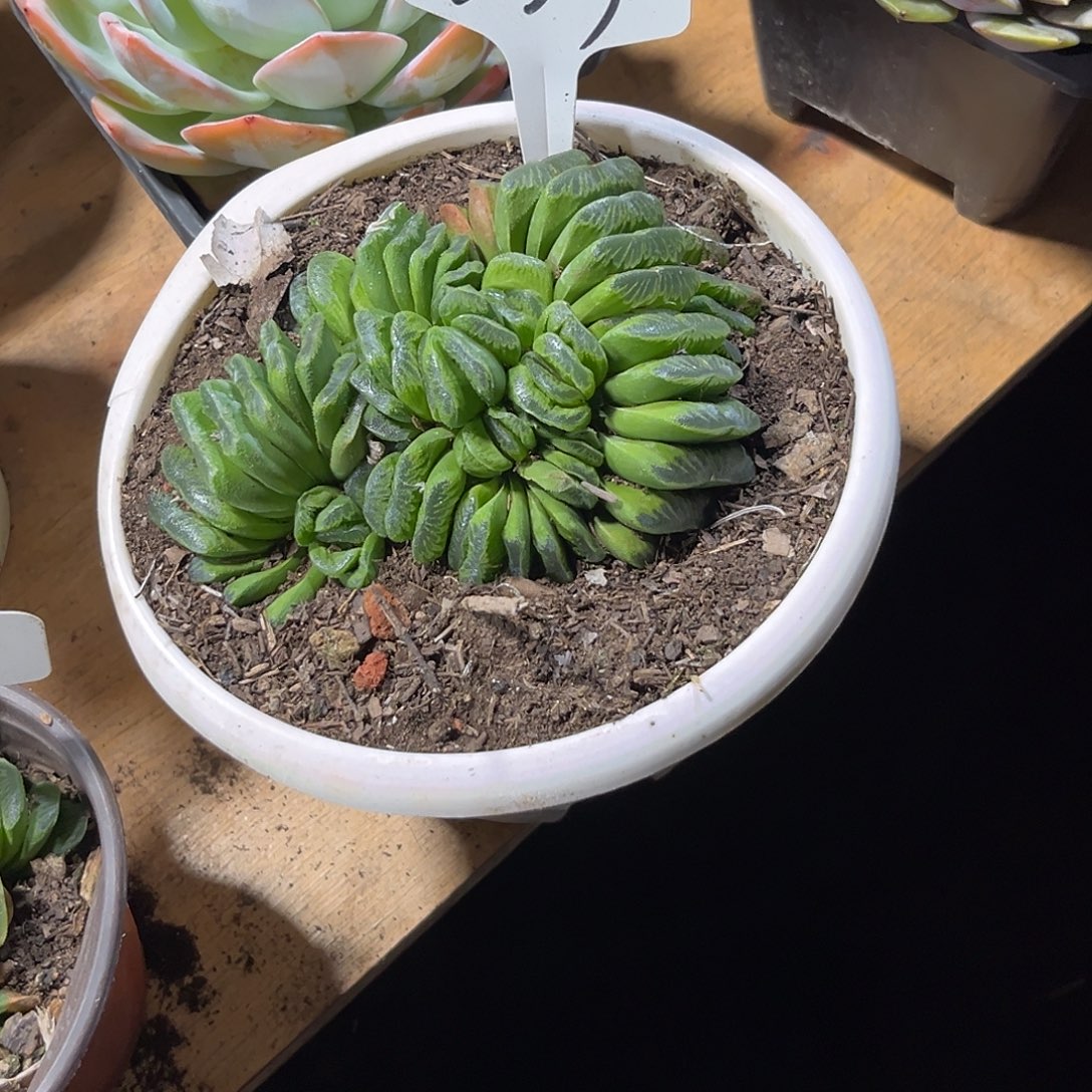 z****0000000000000000233