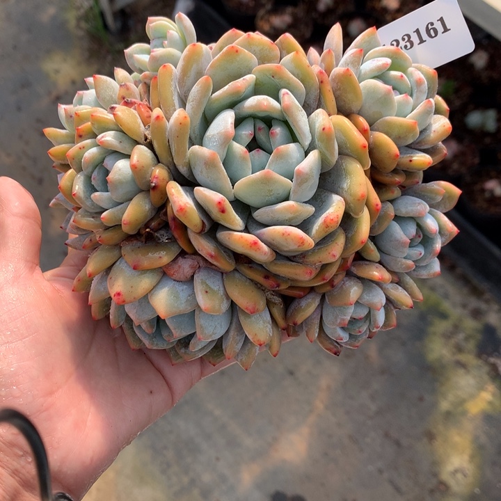 123161嗯嗯嗯嗯嗯嗯嗯好喜欢