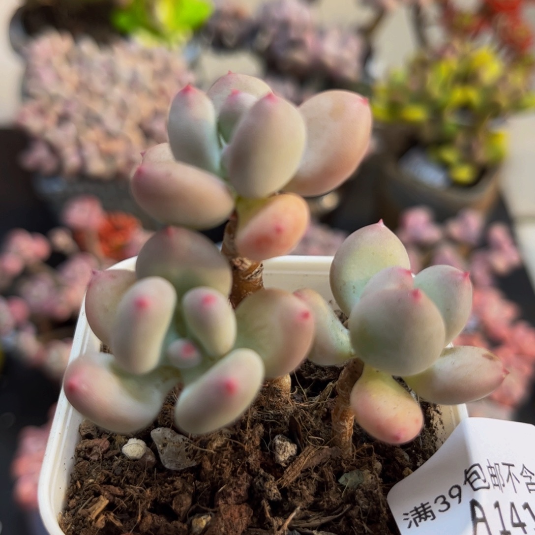 411/5cm苹果奶多肉植物