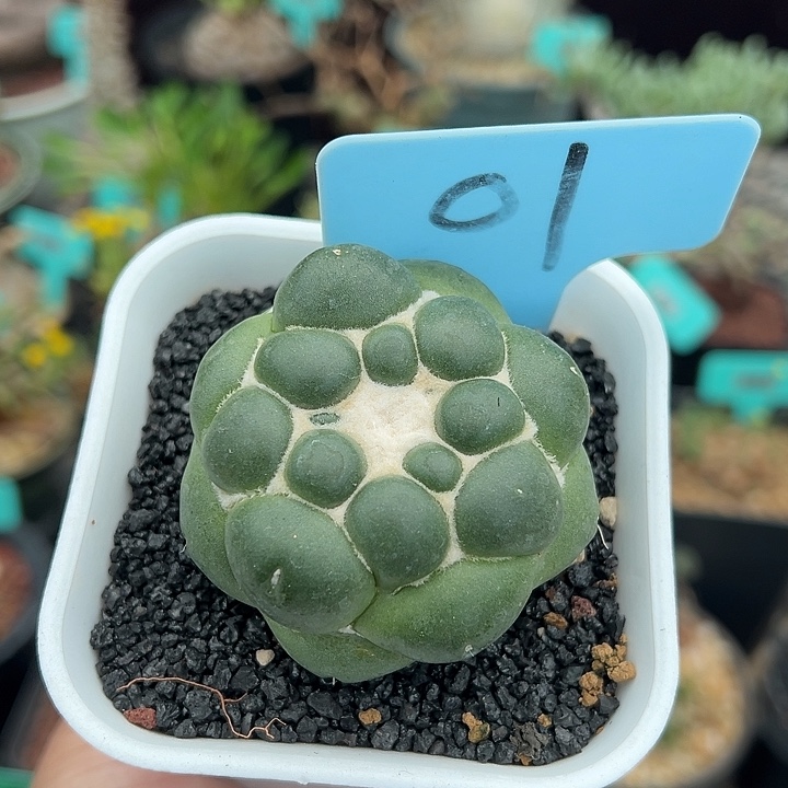 泰系实生无刺象牙