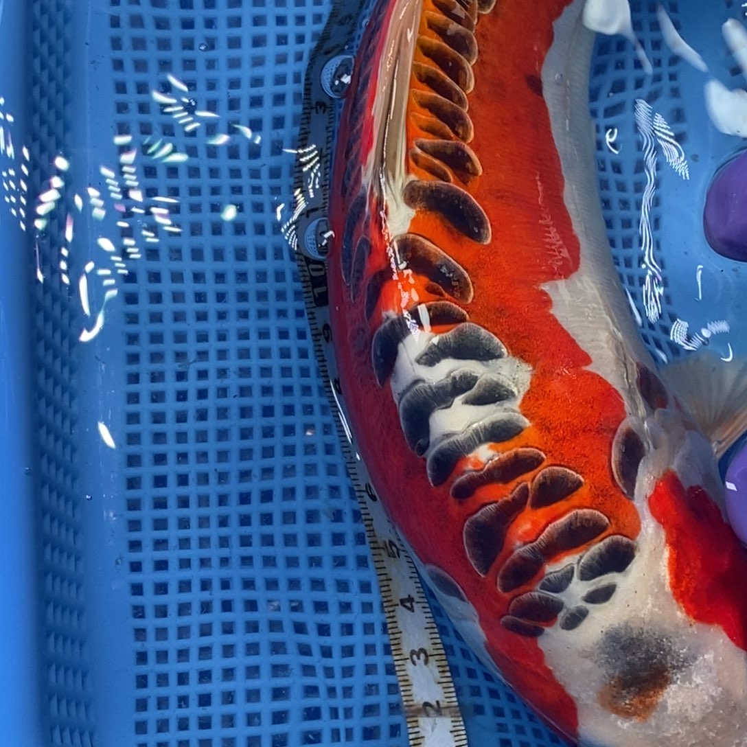 锦鲤冷水锦鲤包邮