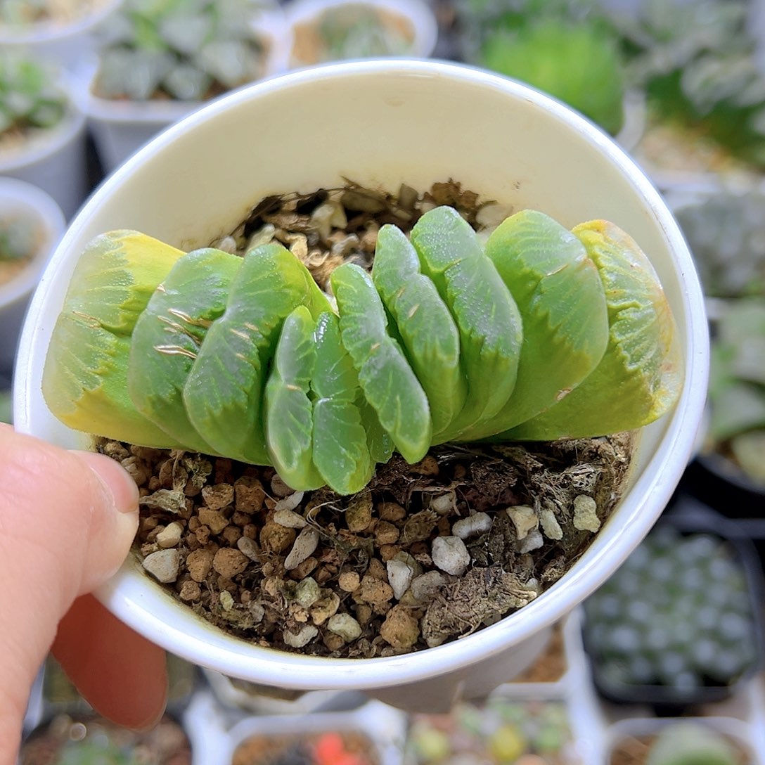 翡翠玉扇万象盆1