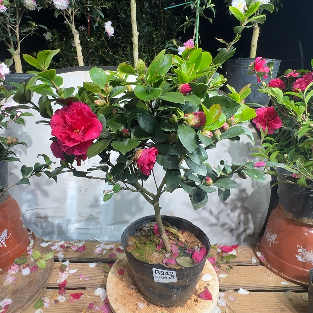 无花朵4927财神茶梅