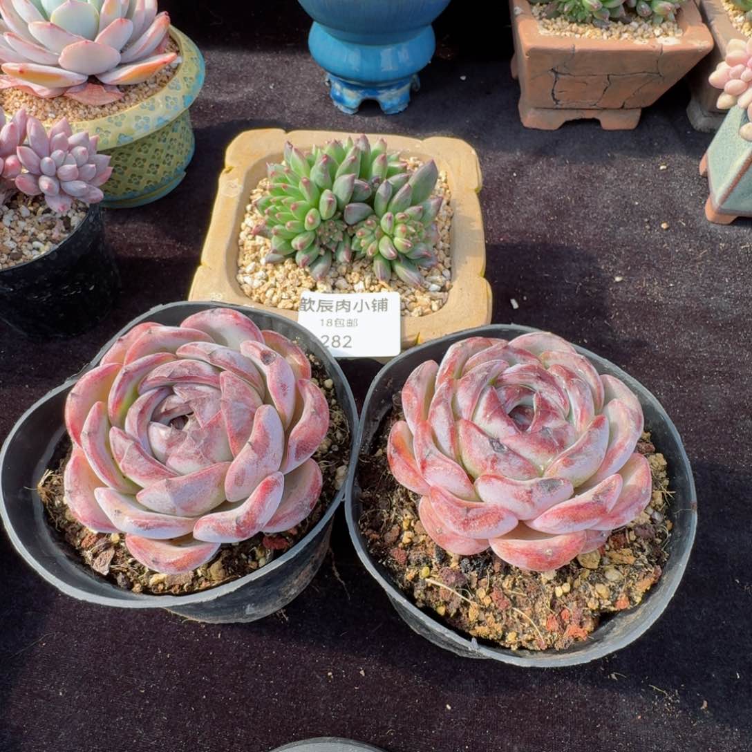 小*多肉植物  282  组合