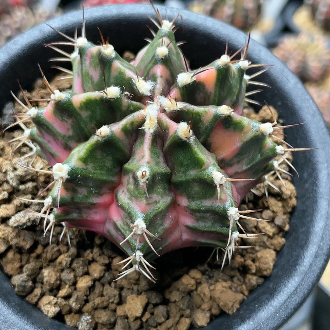 泰系实生，臀锦虎斑棱背锦