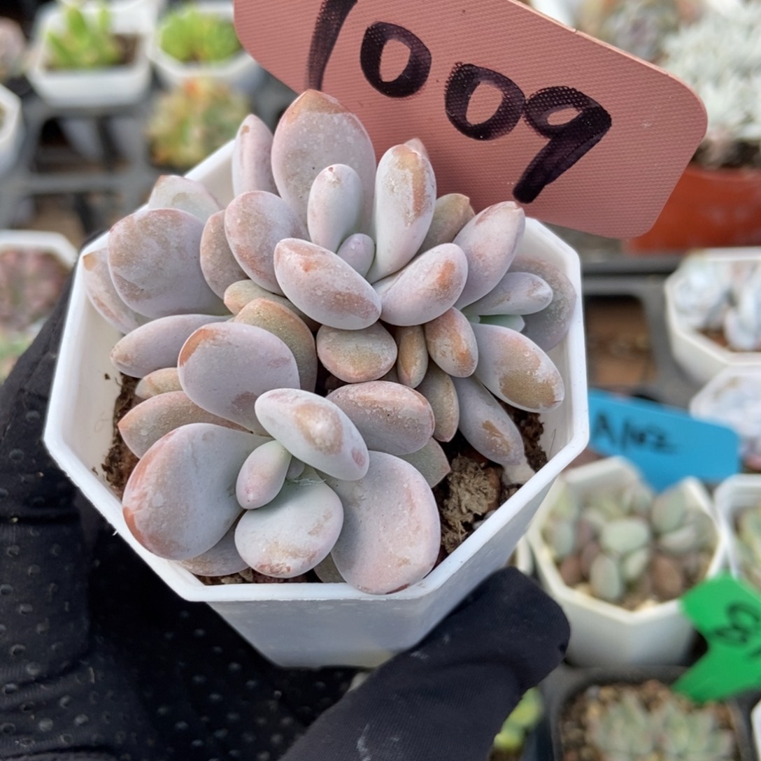 7009粉兔多肉植物保护