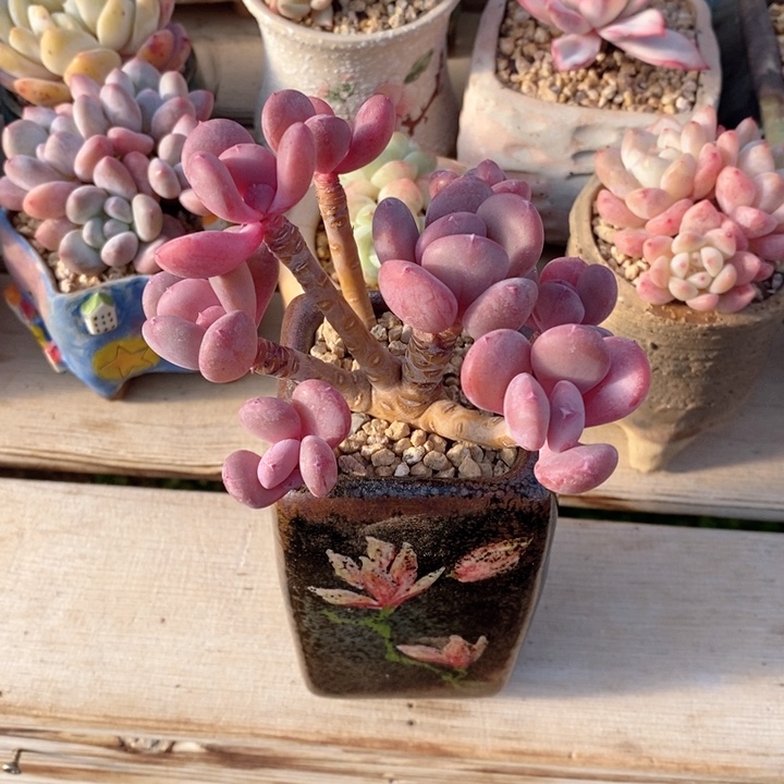 灰姑娘 韩货精品