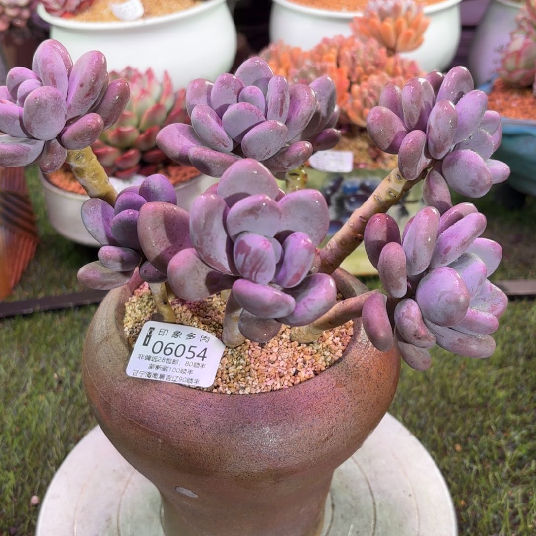 多肉植物06054tfy