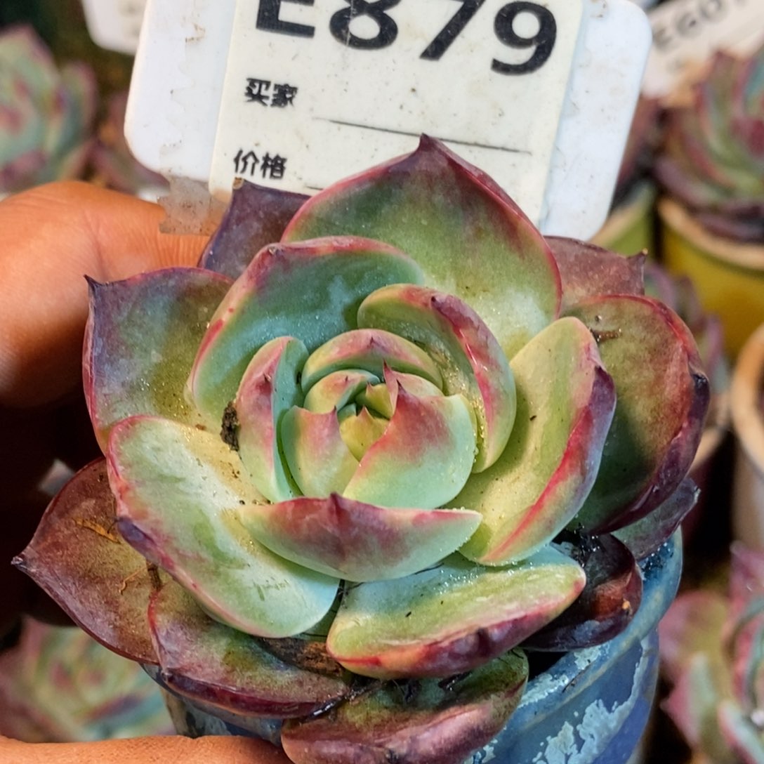 惊鸿一瞥879号楼