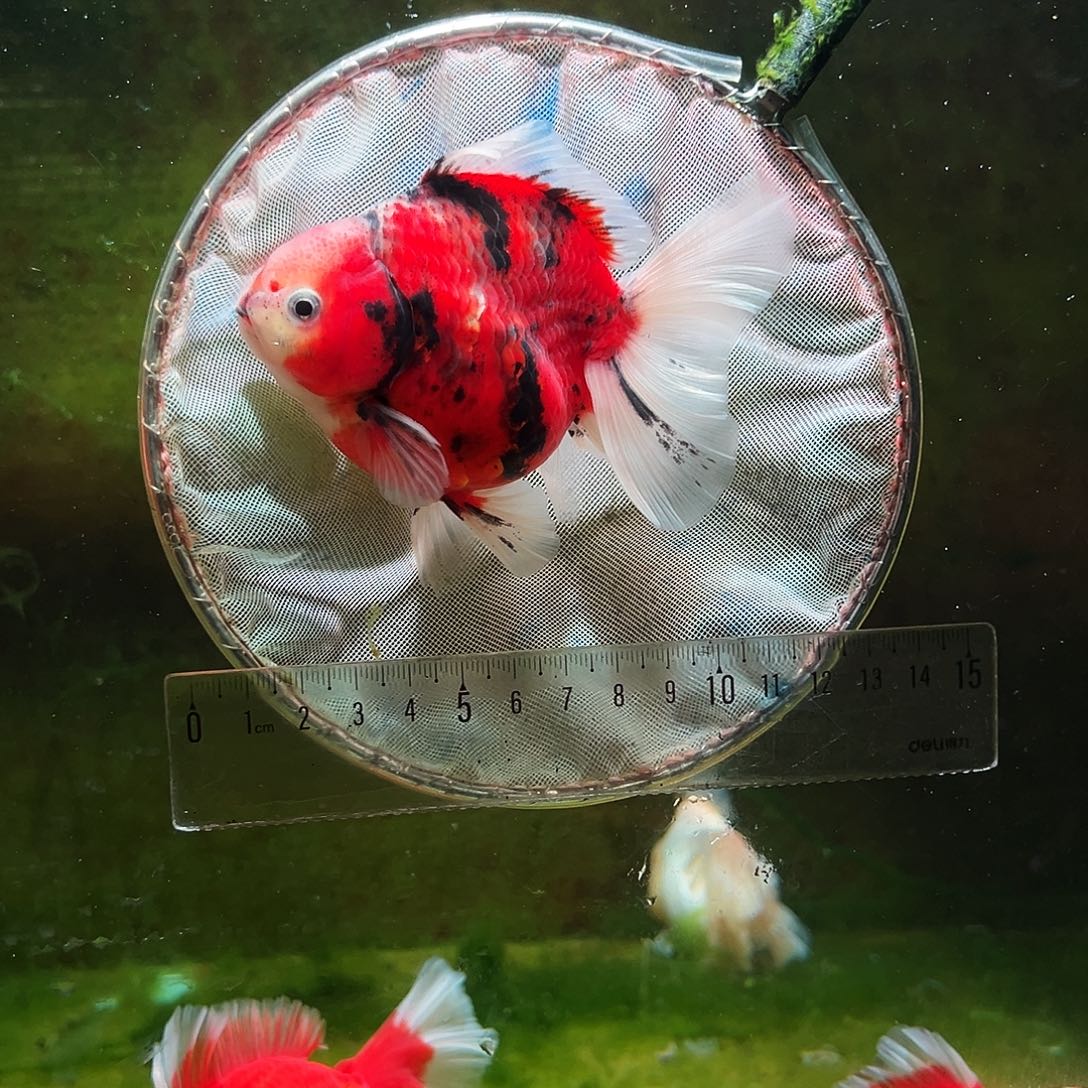 金鱼冷水金鱼百褶泰狮