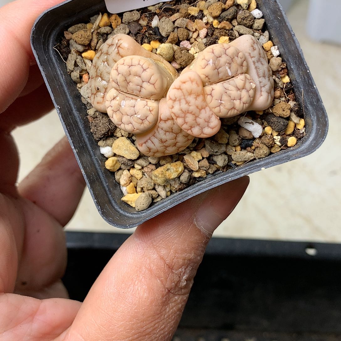 C187多肉植物保护研究所