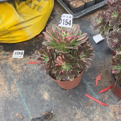 154海王不包断枝