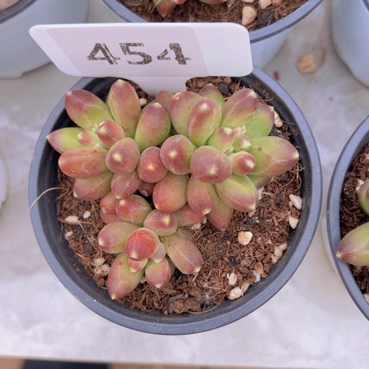 健健康康平平安安