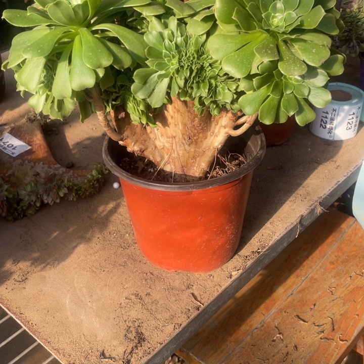 l***31116，绿羊绒缀包邮