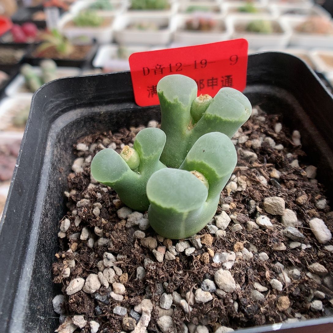 12-19-9  风铃一群