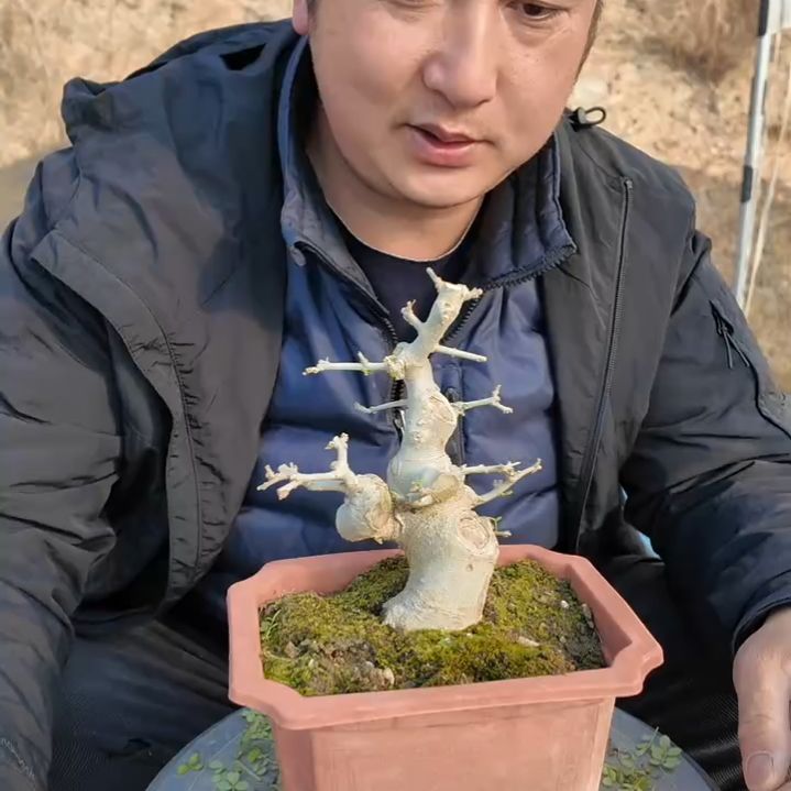 无花朵对节白蜡盆景