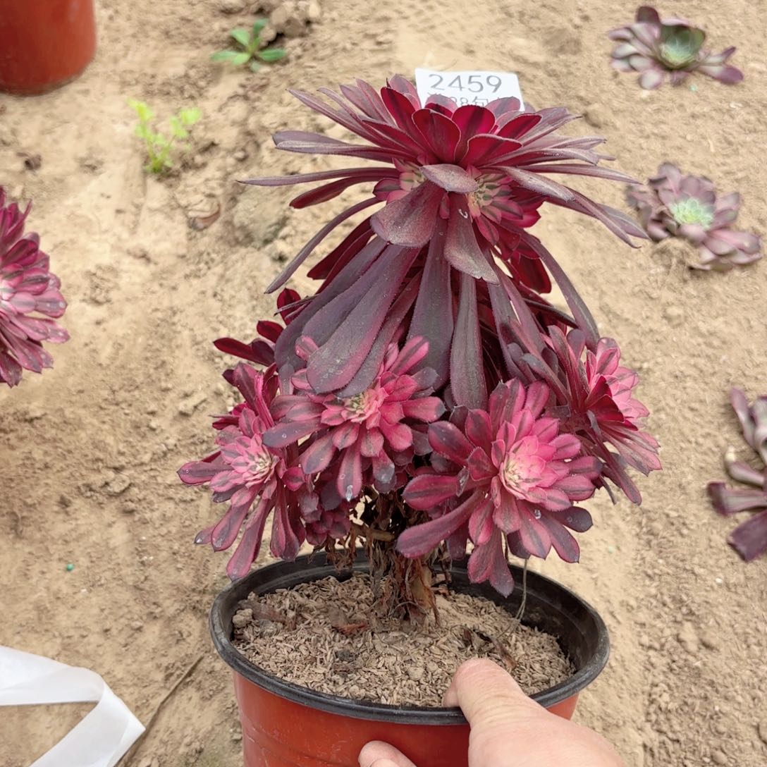 2459黑铜超白多肉111111