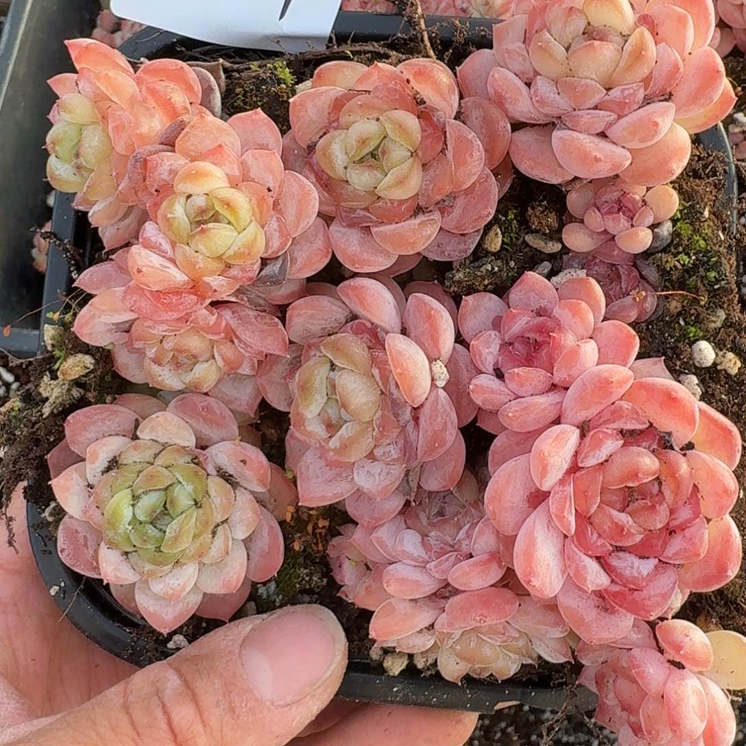 杂交新品珍妮多肉1627