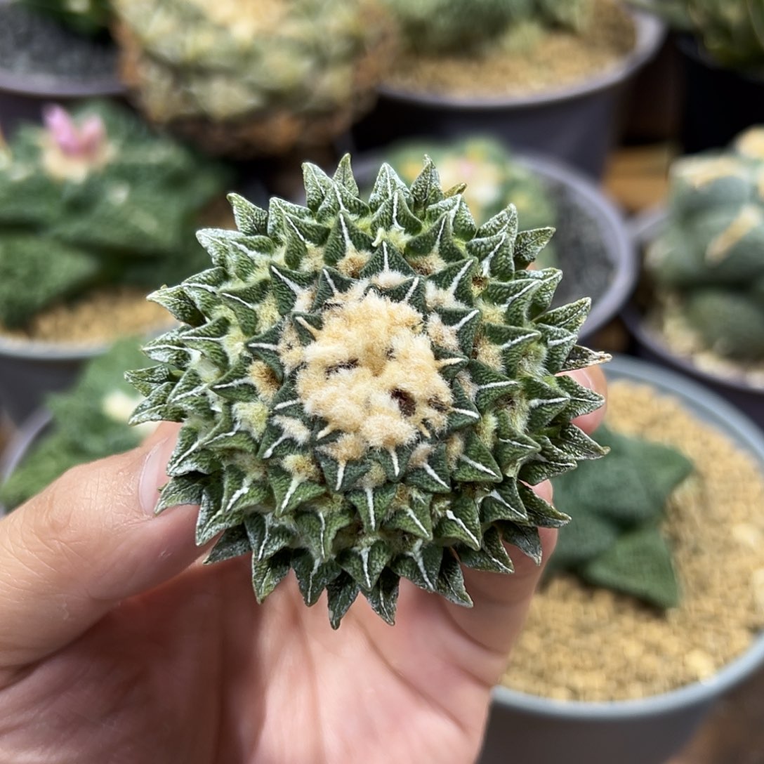 尚野园艺实生黑牡丹