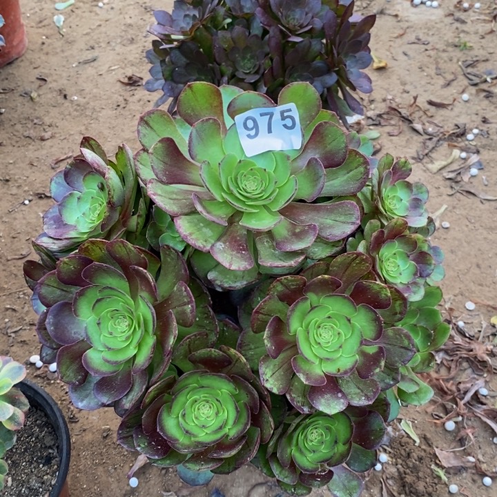 975黑魔大手捧多肉