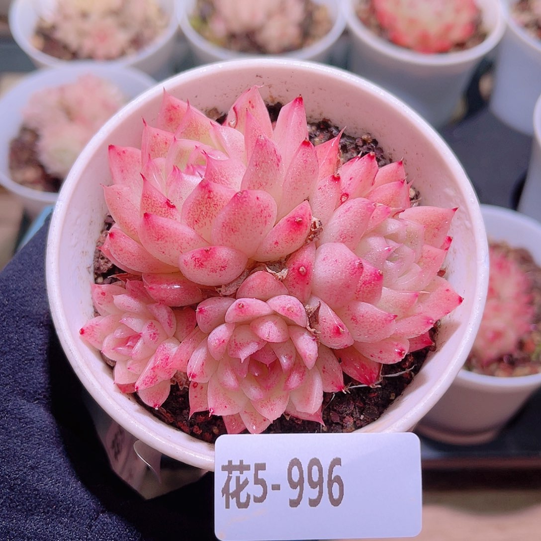 花利美5-996麦秆