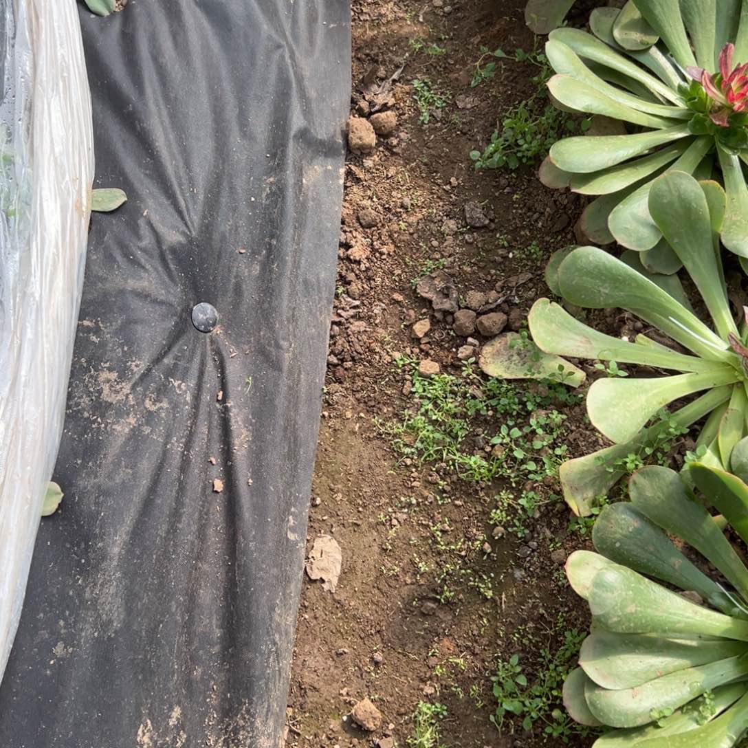 水肥13.8多肉植物