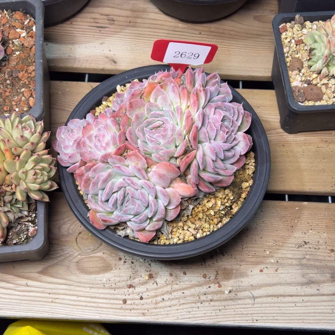 暖*2629多肉多多多多多