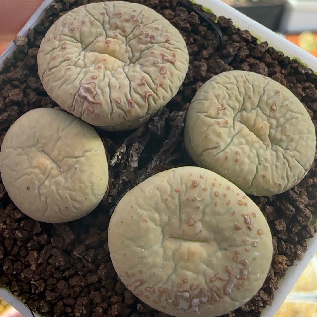 琳**宝2.4号多肉大型嘴63号