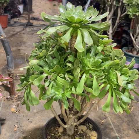 原始绿多肉植物024